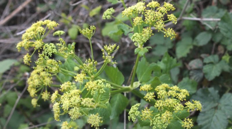 Kundmannia sicula