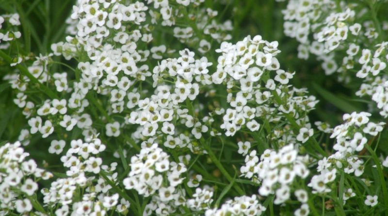 Lobularia maritima