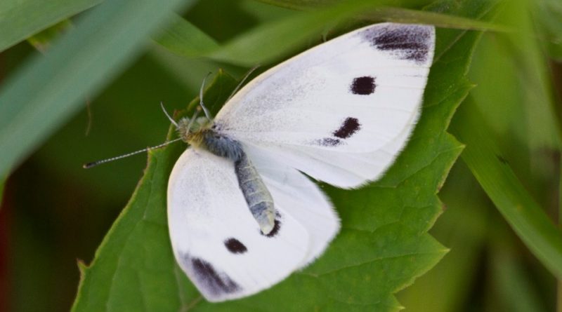 Pieris brassicae