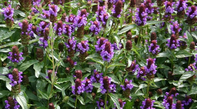 Prunella vulgaris