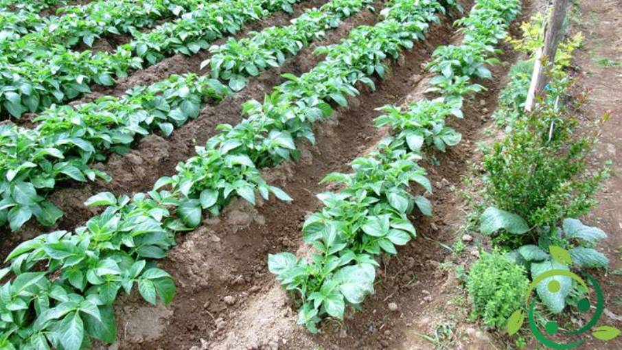 Tamping definition, meaning, objectives, tools, crops