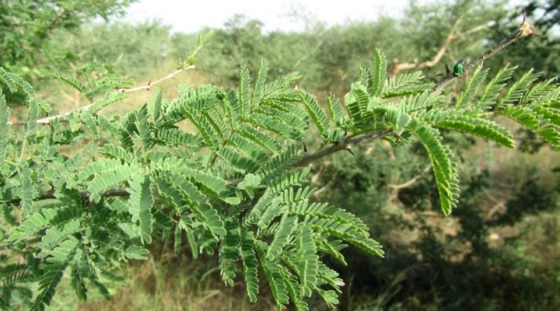 Senegalia senegal