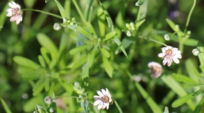 Stellaria neglecta