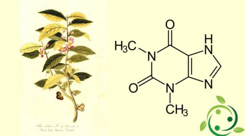 Teofillina