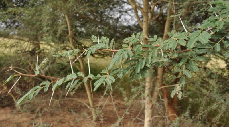 Vachellia seyal