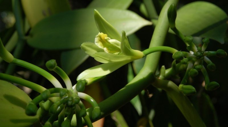 Vanilla planifolia