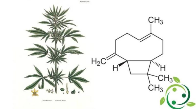 β-cariofillene