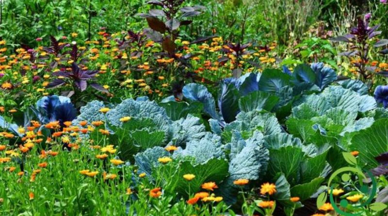 Agrobiodiversità