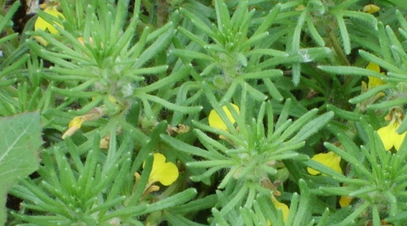 Ajuga chamaepitys