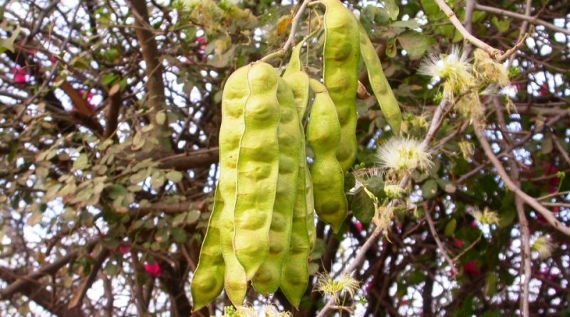 Albizia anthelmintica