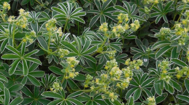 Alchemilla alpina