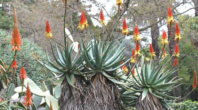 Aloe africana