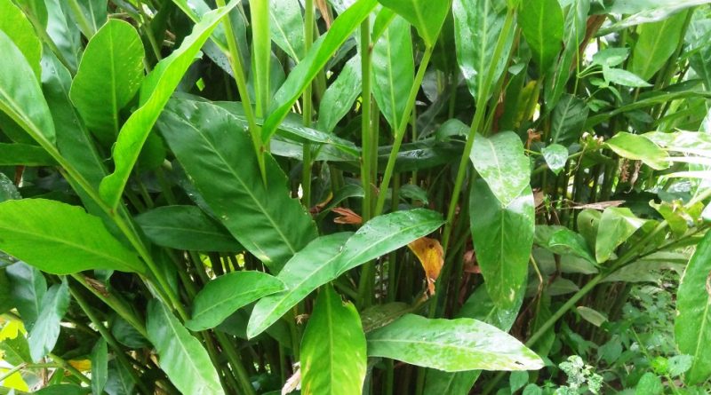 Alpinia galanga