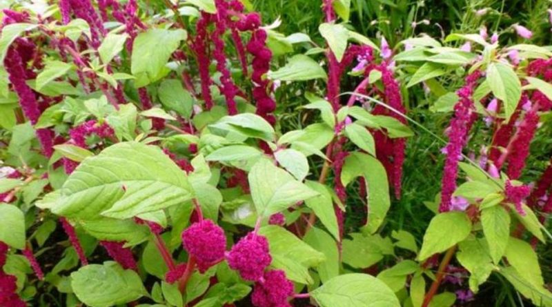 Amaranthus caudatus