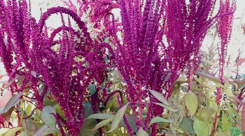 Amaranthus cruentus