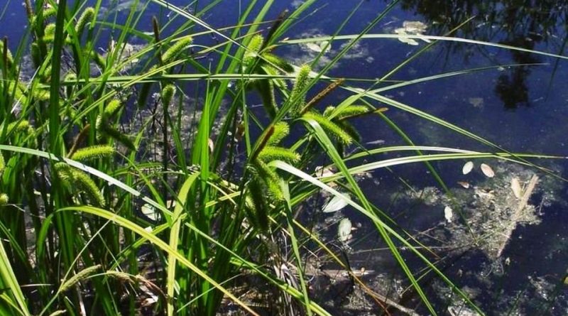 Carex pseudocyperus