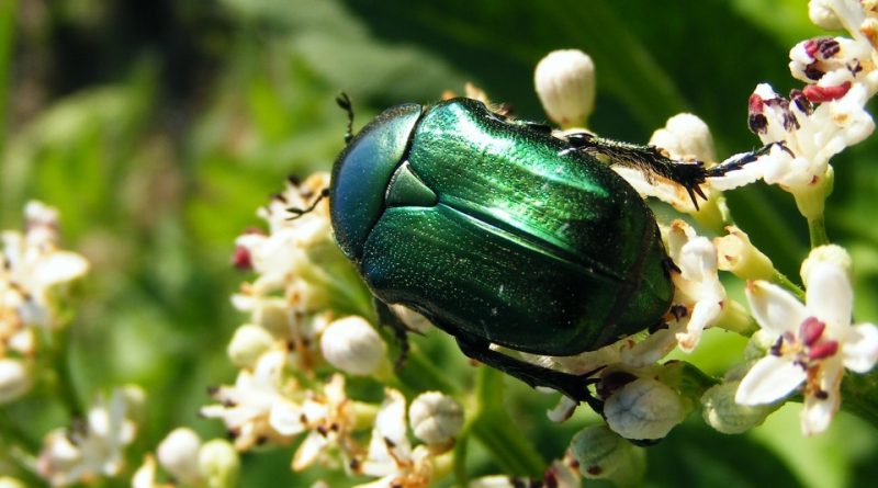 Cetonia aurata