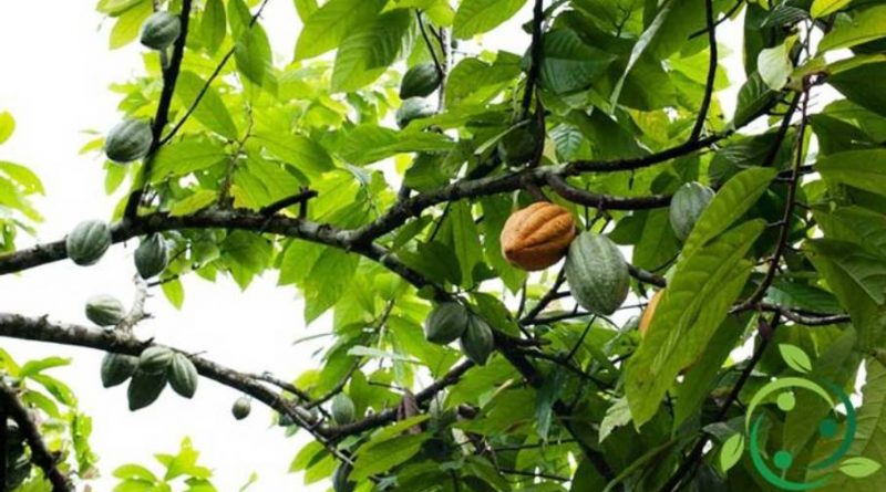 Come coltivare il cacao