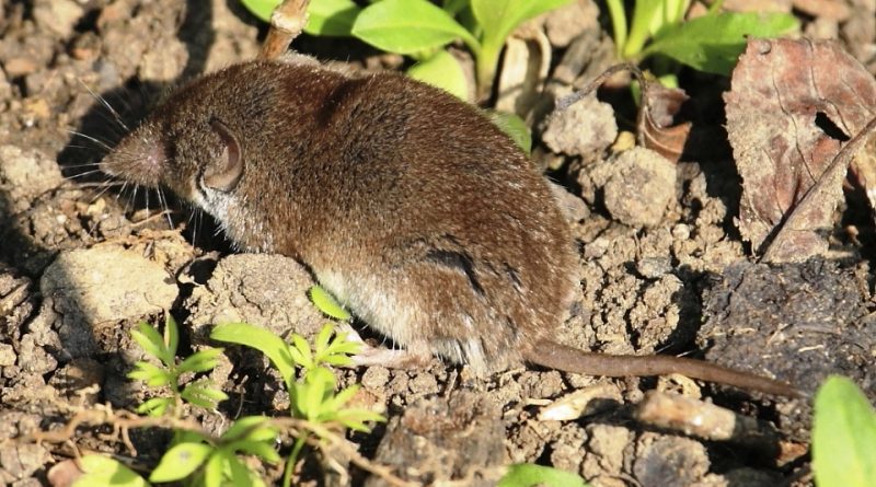 Crocidura leucodon