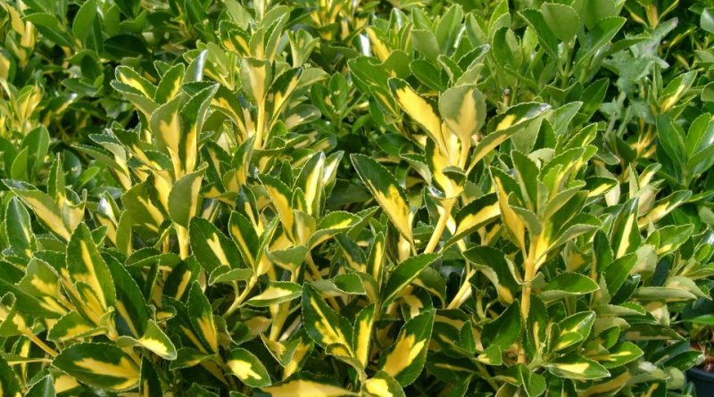 Euonymus japonicus