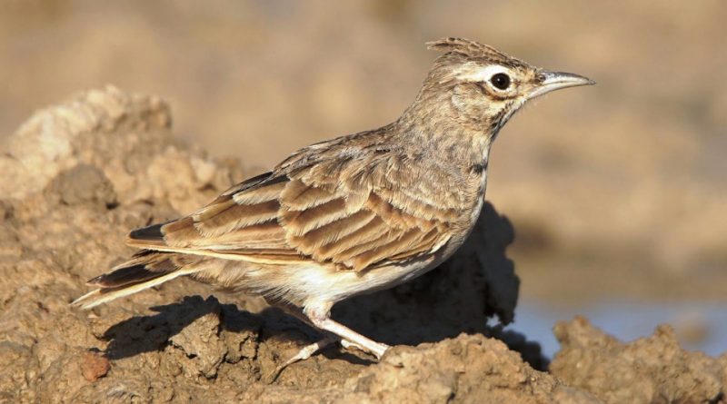 Galerida cristata