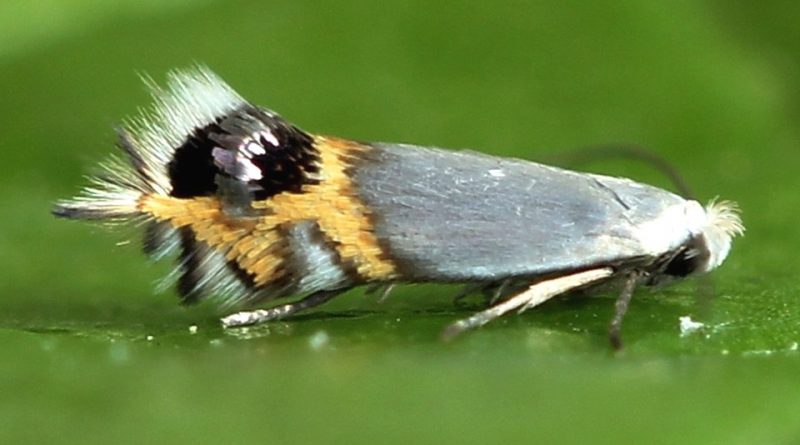 Leucoptera malifoliella