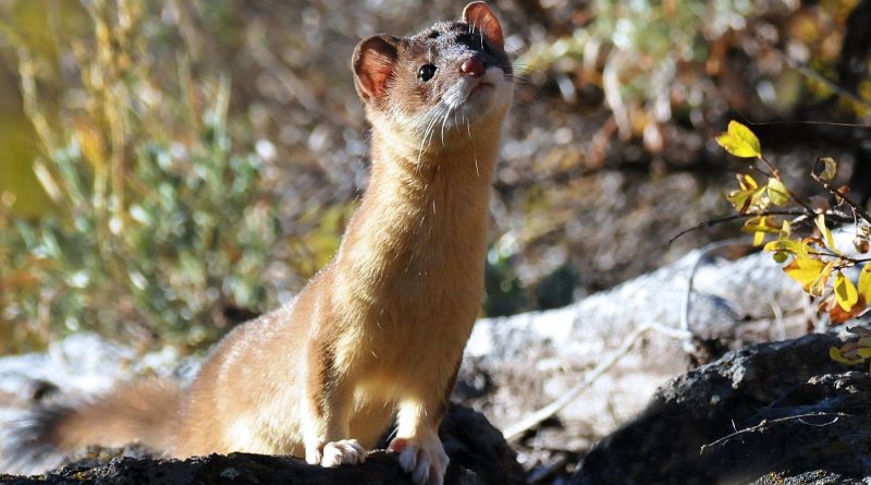 Mustela nivalis