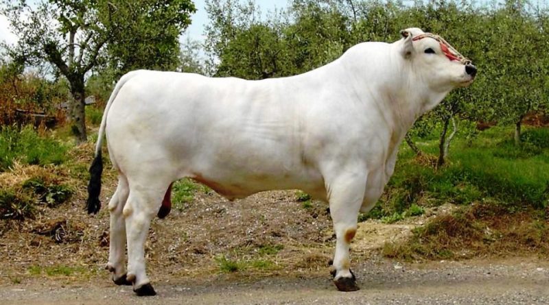 Chianina