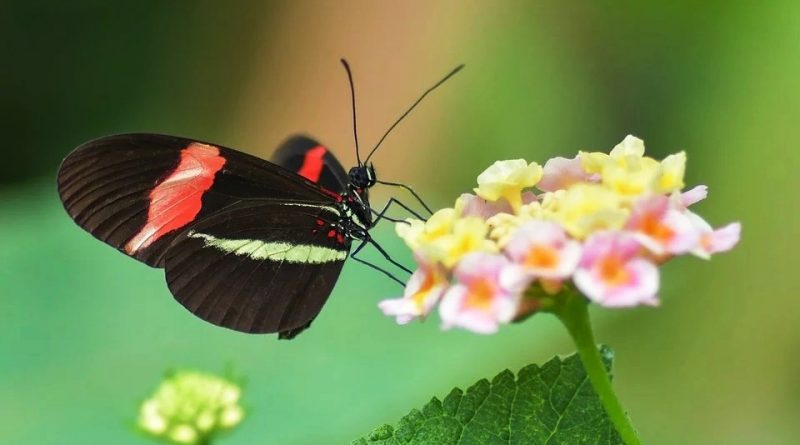 Il Ruolo ecologico degli Insetti