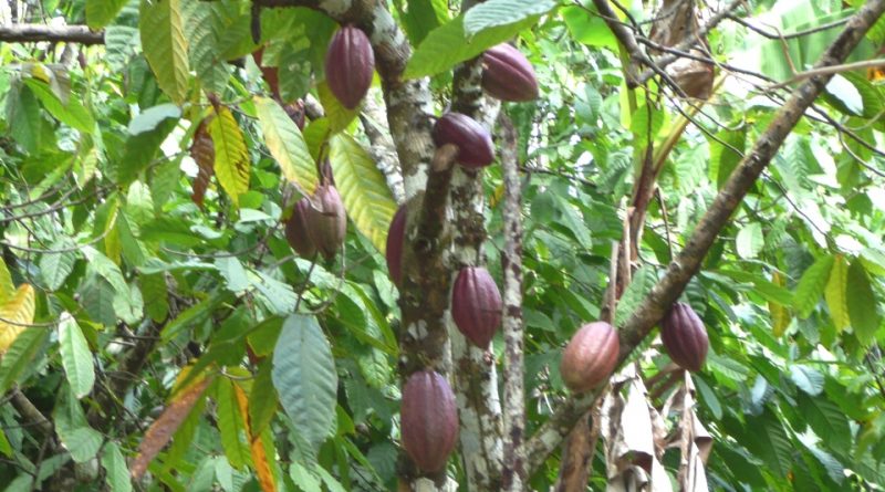 Theobroma cacao