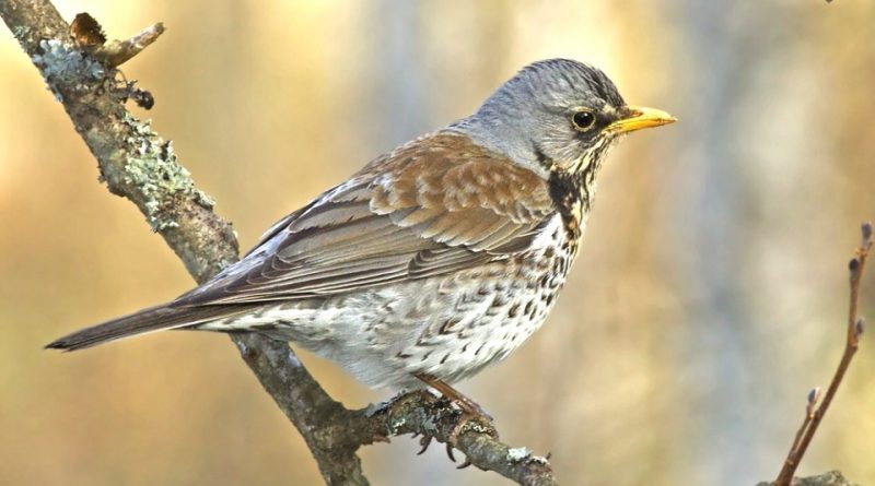 Turdus pilaris