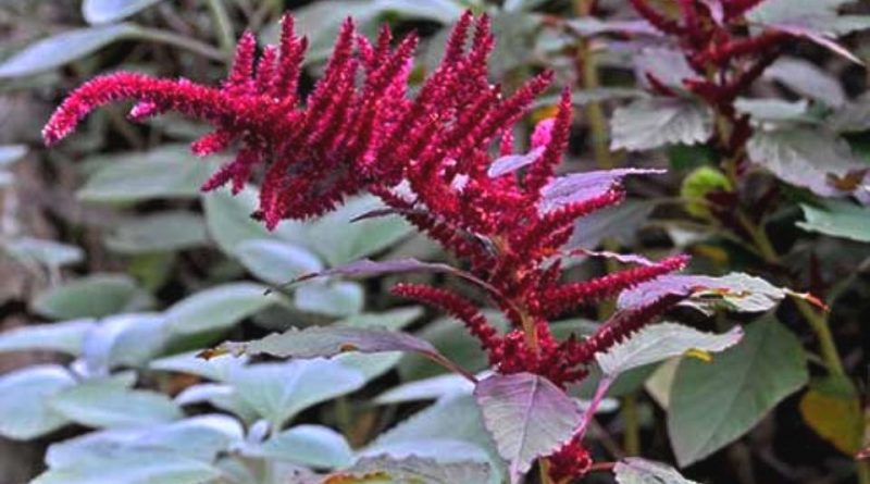 Amaranthus hypochondriacus