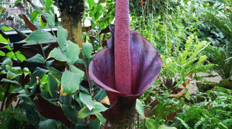 Amorphophallus konjac