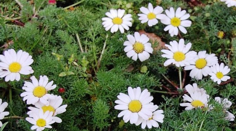 Anacyclus pyrethrum