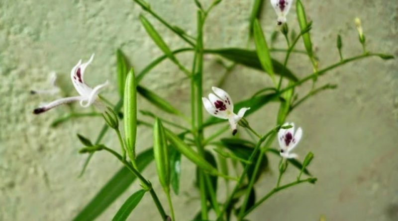 Andrographis paniculata