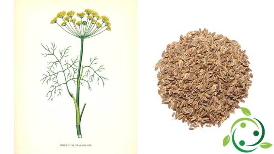 Dill Origins, History, Description, Gastronomic, Therapeutic Use