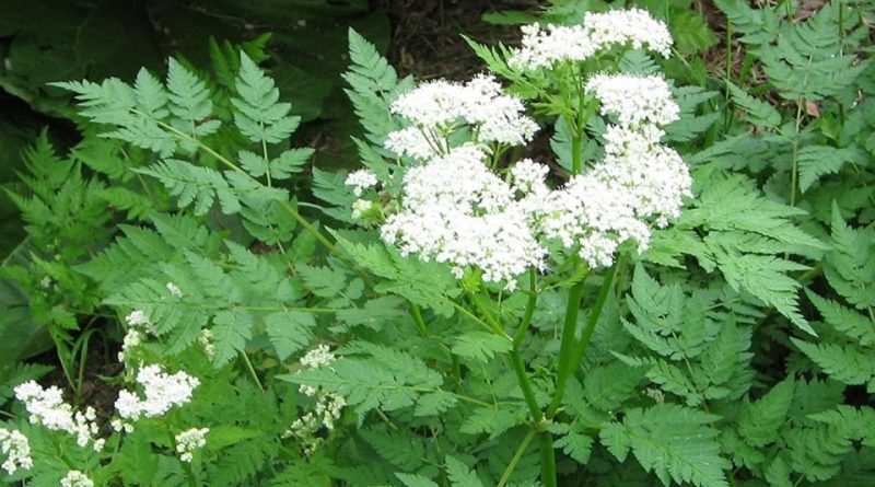 Angelica sinensis