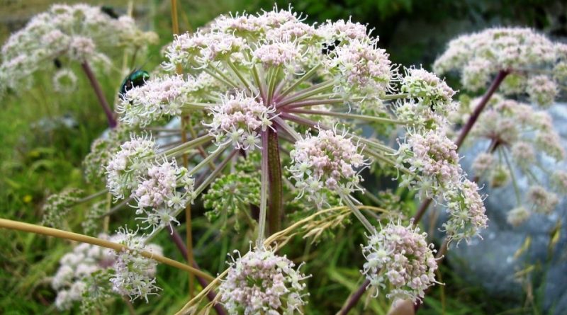 Angelica sylvestris