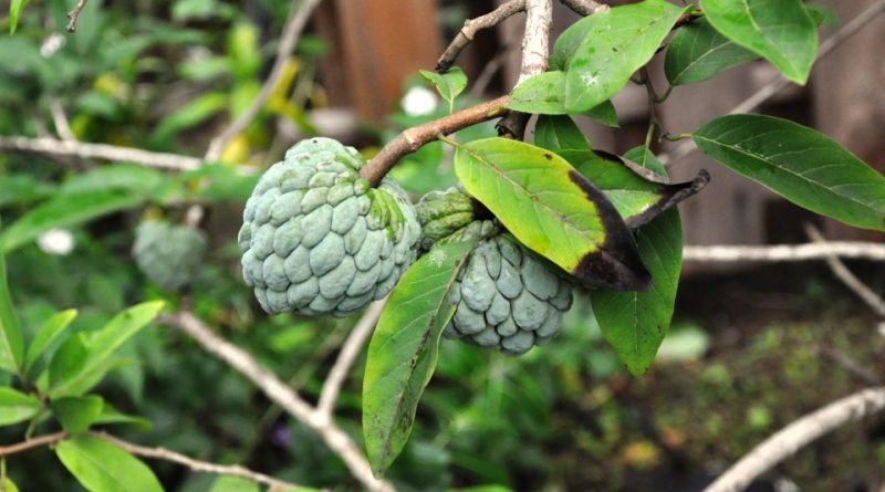 Annona reticulata