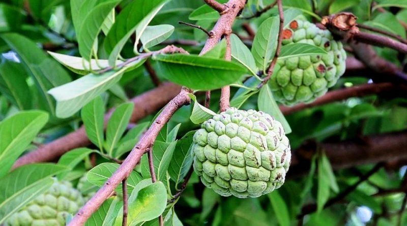 Annona squamosa