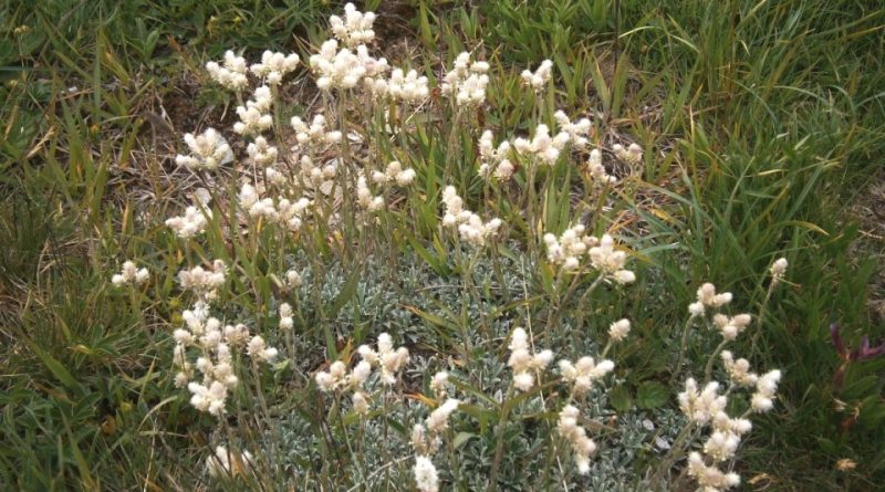 Antennaria dioica