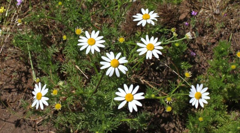 Anthemis cotula