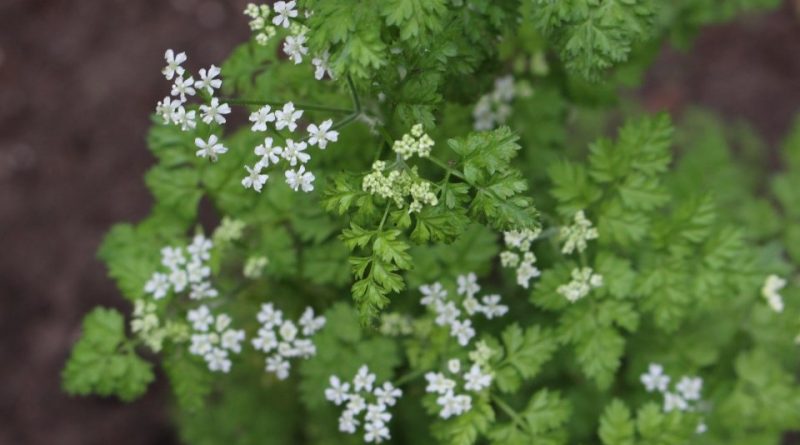 Anthriscus cerefolium