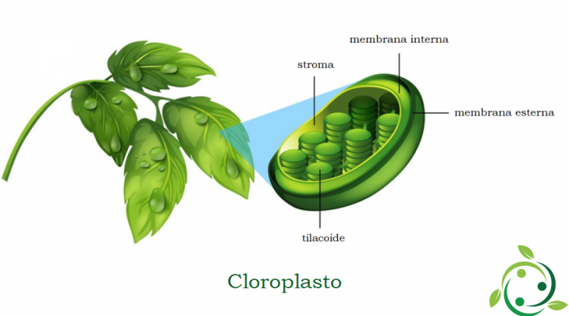 Cloroplasto