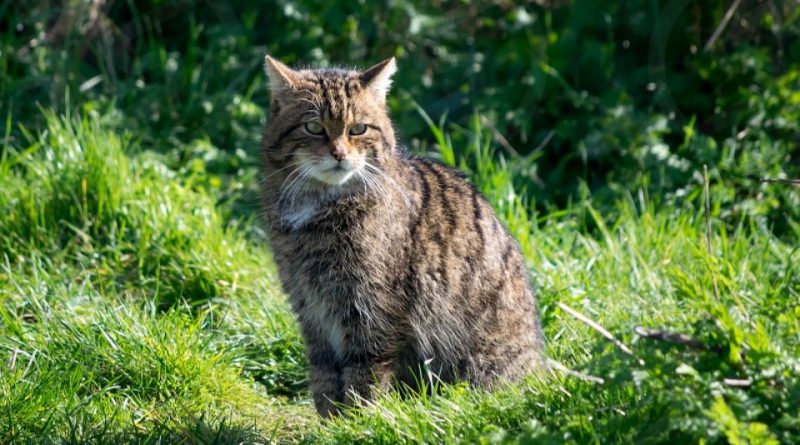 Felis silvestris: Sistematica, Habitat, Biologia, Ruolo Ecologico ...