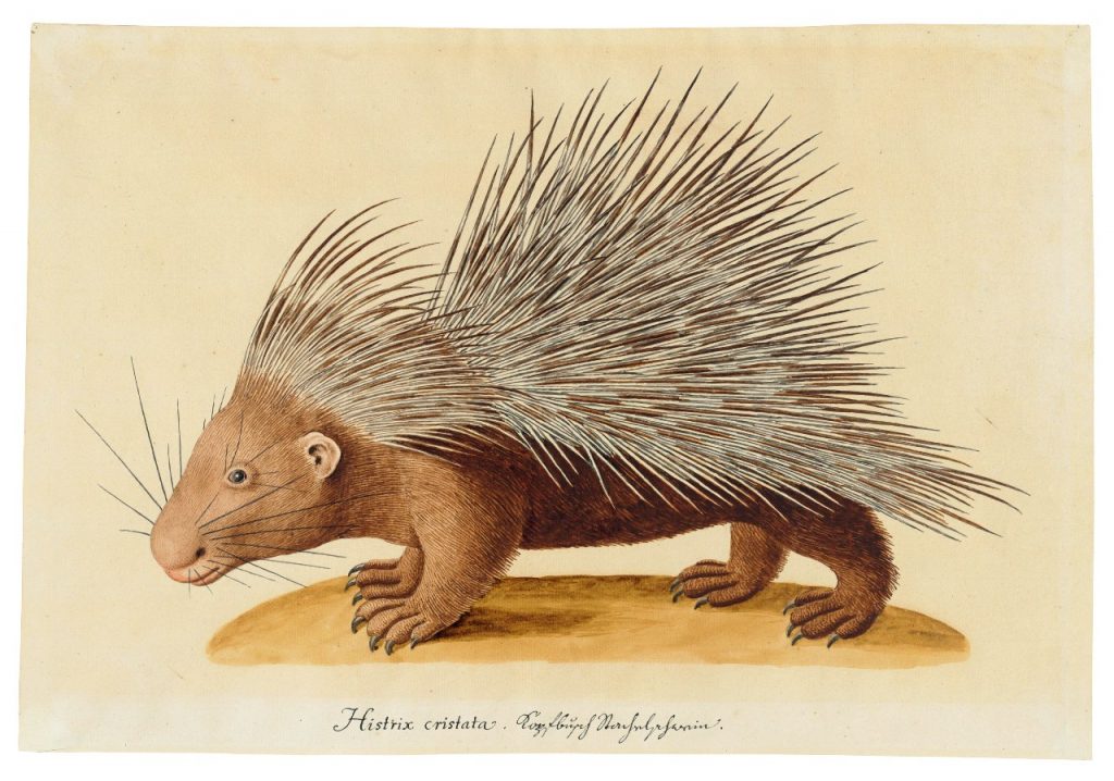 Hystrix cristata Sistematica, Habitat, Biologia, Ruolo Ecologico