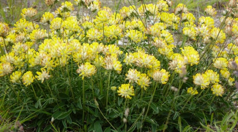 Anthyllis vulneraria