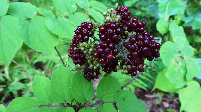 Aralia racemosa