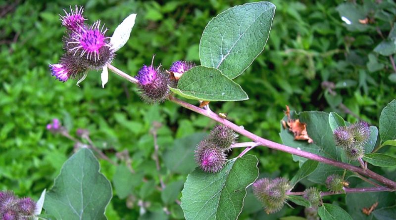 Arctium minus