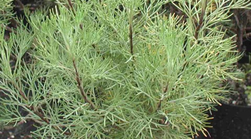 Artemisia abrotanum